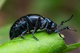 Attēlu rezultāti vaicājumam “Meloe sp. imago”