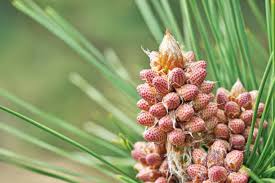 Attēlu rezultāti vaicājumam “Pinus pumila male flower”