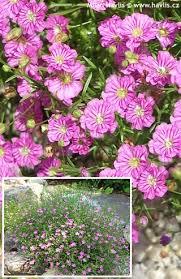 Attēlu rezultāti vaicājumam “Gypsophila muralis fruit”