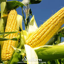 Attēlu rezultāti vaicājumam “Zea mays”