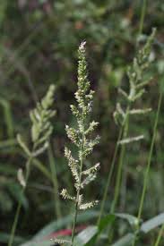 Attēlu rezultāti vaicājumam “Comatricha elegans var. microspora”