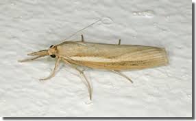 Attēlu rezultāti vaicājumam “Agriphila selasella”