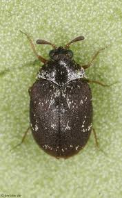 Attēlu rezultāti vaicājumam “Anthrenus sp.”