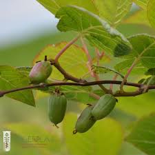 Attēlu rezultāti vaicājumam “Actinidia kolomikta fruit”