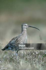 Attēlu rezultāti vaicājumam “Numenius arquata”