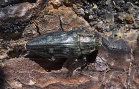 Attēlu rezultāti vaicājumam “Chalcophora mariana”