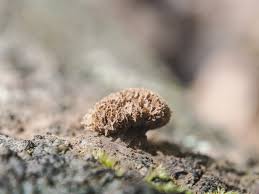 Attēlu rezultāti vaicājumam “Tubifera magna young”