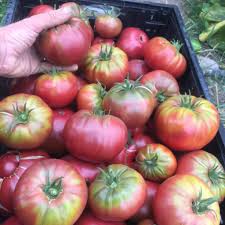 Afbeeldingsresultaat voor cherokee purple tomato