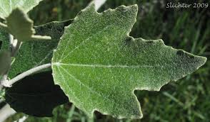 Attēlu rezultāti vaicājumam “Populus alba”