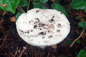 Attēlu rezultāti vaicājumam “Amanita strobiliformis”