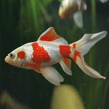 Attēlu rezultāti vaicājumam “Carassius auratus”