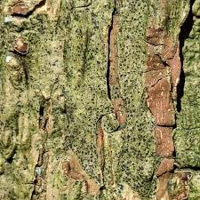 Attēlu rezultāti vaicājumam “Arthonia spadicea”