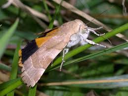 Attēlu rezultāti vaicājumam “Noctua fimbriata imago”