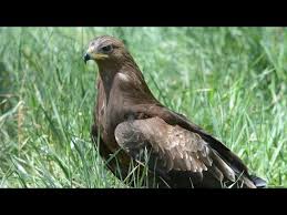 Attēlu rezultāti vaicājumam “Aquila pomarina adult”