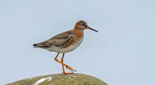 Attēlu rezultāti vaicājumam “Tringa totanus”