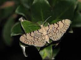 Attēlu rezultāti vaicājumam “Eupithecia venosata”