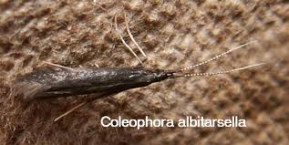 Attēlu rezultāti vaicājumam “Semioscopis avellanella imago”