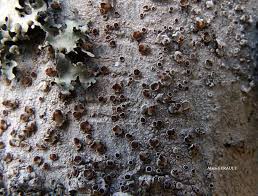 Attēlu rezultāti vaicājumam “Lecanora argentata”