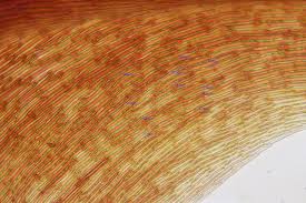 Attēlu rezultāti vaicājumam “Scorpidium cossonii”