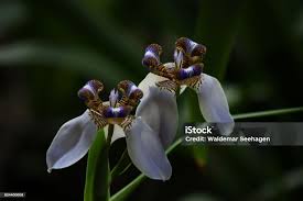 Attēlu rezultāti vaicājumam “Iridaceae”