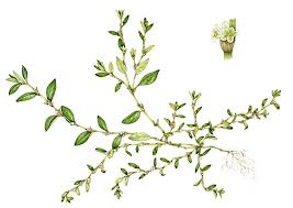 Attēlu rezultāti vaicājumam “Polygonum aviculare flower”