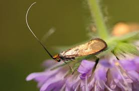 Attēlu rezultāti vaicājumam “Nemophora metallica”