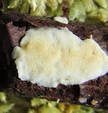 Attēlu rezultāti vaicājumam “Antrodiella semisupina”