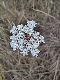 Attēlu rezultāti vaicājumam “Daucus sativus flower”