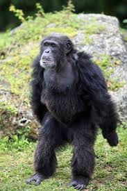 Attēlu rezultāti vaicājumam “Troglodytes troglodytes adult”