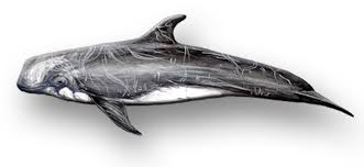 Image result for Grampus griseus