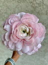 Attēlu rezultāti vaicājumam “Ranunculus elatior flower”