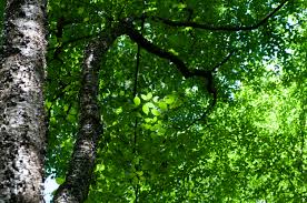 Attēlu rezultāti vaicājumam “Betula alleghaniensis”