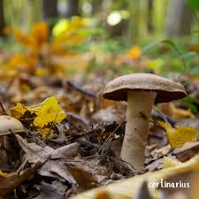 Attēlu rezultāti vaicājumam “Cortinarius traganus”