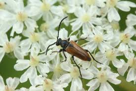 Attēlu rezultāti vaicājumam “Pseudovadonia livida”