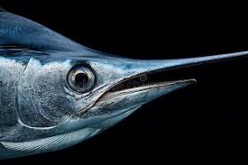 Image result for Makaira nigricans