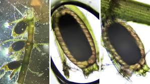 Attēlu rezultāti vaicājumam “Chara intermedia male”