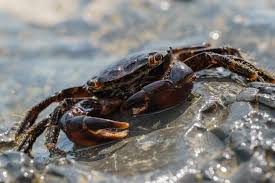 Image result for Eriphia verrucosa