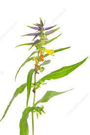 Attēlu rezultāti vaicājumam “Melampyrum nemorosum”