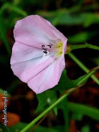 Attēlu rezultāti vaicājumam “Convolvulus arvensis flower”