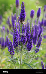 Attēlu rezultāti vaicājumam “Veronica longifolia bud”