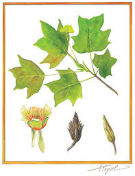 Attēlu rezultāti vaicājumam “Liriodendron tulipifera”