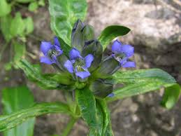 Attēlu rezultāti vaicājumam “Gentiana cruciata”