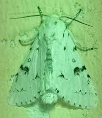 Attēlu rezultāti vaicājumam “Acronicta leporina larva”