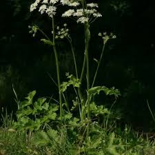 Attēlu rezultāti vaicājumam “Heracleum sphondylium subsp. sibiricum”