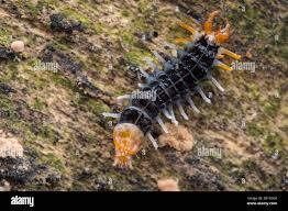 Attēlu rezultāti vaicājumam “Lygistopterus sanguineus larva”