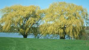 Attēlu rezultāti vaicājumam “Salix alba”