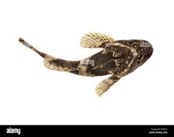 Image result for Myoxocephalus scorpioides