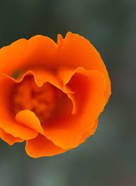 Attēlu rezultāti vaicājumam “Eschscholzia californica flower”