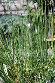 Attēlu rezultāti vaicājumam “Equisetum variegatum”