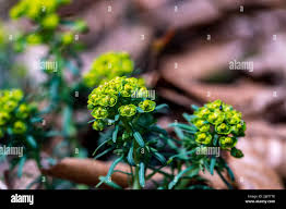 Attēlu rezultāti vaicājumam “Euphorbia cyparissias flower”